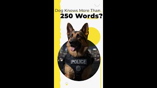 Can Dogs REALLY Learn 250 Words [upl. by Nidraj]