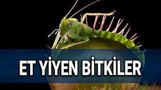 Et Yiyen Bitkiler Hakkında İlginç Bilgiler [upl. by Erasmus276]