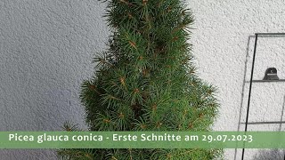 Grundgestaltung Picea glauca conica 29072023  Teil 1 [upl. by Swaine]