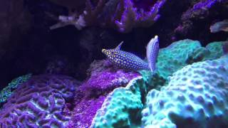 orange spotted filefish spawning [upl. by Gitt]