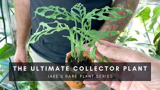 Monstera Obliqua  Ultra Rare Houseplant  Jake Series Special  Ep 37 [upl. by Comfort]