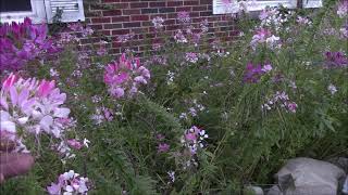 Cleome SpinosaHassleriana properties and uses [upl. by Drusie]