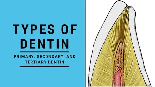 Types of Dentin  Dentin Pulp Complex Session 2 [upl. by Nahtiek]