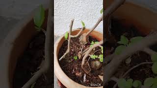 Hibiscus cutting propagation  Jason ke paudhe ki cutting hibiscus plants garden flowers shorts [upl. by Nyrret465]