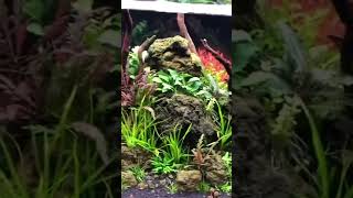 160 Liter 100x40x40 aquaristik aquascape aquarium [upl. by Nosniv]