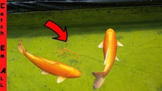 BREEDING GOLDFISH or KOI FISH By Mistake [upl. by Mhoj]