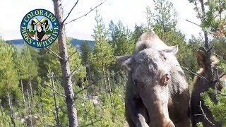 Moose Attacks Are Increasing [upl. by Aninaig]