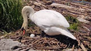 Schwan bekommt Hilfe beim Nestbau [upl. by Sharleen]