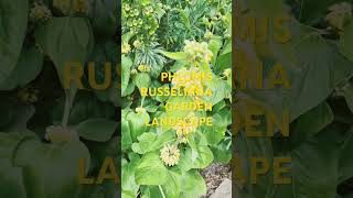 PHLOMIS RUSSELIANA TURKISH SAGE GARDEN LANDSCAPE [upl. by Melantha]