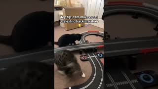 Cats vs Scalextric Car 😱 [upl. by Hermann]