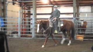 Rascal the Cow Horse Mcginnis Meadows Ranch [upl. by Dwane]