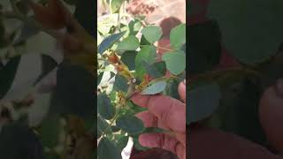 What is basal shoot why is it important terracegarden you tube shorts shortvideo [upl. by Nogras]