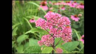 Eupatorium purpureum  Joe Pye Weed [upl. by Llednav486]