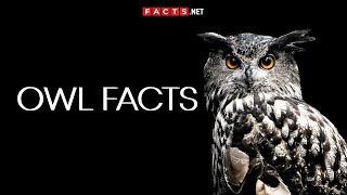 Mysterious OWL FACTS You Cant Miss [upl. by Ativad302]