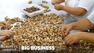 How 40000 Tons Of Brazil Nuts Are Collected Deep In The Amazon Rainforest  Big Business [upl. by Etnovahs]