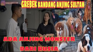 GREBEK KANDANG ANJING SULTAN KEPUNYAAN dalloscar8493 ‼️ ADA ANJING MONSTER DARI RUSIA [upl. by Risser]