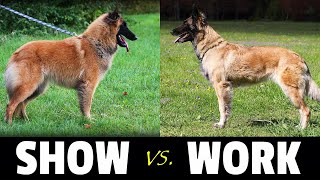 WORKING or SHOW Line Dog  Belgian Shepherd Tervuren  Things to Know [upl. by Wareing]