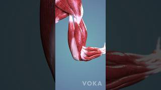 Elbow flexion explored in 3D  muscles and ligaments of the moving elbow joint 3D visualization [upl. by Allemaj]