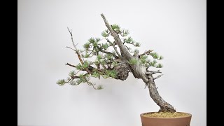 Styling a Yamadori Pine Bonsai  BonsaiU [upl. by Arak]