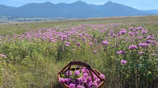 monarda medicine  harvesting  drying  oxymel and tincture making [upl. by Eilraep]