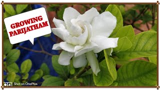 பாரிஜாதம் பூ வளர்ப்பு மற்றும் அதன் மருத்துவ பயன்கள்How to grow PARIJATHAM flower plant [upl. by Sucirdor414]