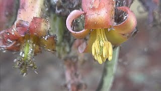 10 days in the life of Cotyledon orbiculata a flower bloom timelapse [upl. by Enilemme]