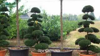 Ilex Crenata  Japanese Holly [upl. by Notnert775]