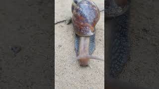 trending snail viral nature beautiful animals zoo shorts youtubeshorts youtube [upl. by Ennazzus]