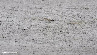 Foeragerende kleine strandloper Anderstad Lier 9 sept 2024 [upl. by Amice]