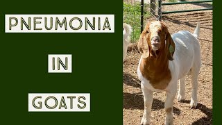 Treating Pneumonia in Goats  Early Intervention is Key [upl. by Naillimxam]