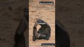 Hints on The Fearless Honey Badger Natures Toughest Warriorfactswildlifeanimalsafricananimals [upl. by Genna732]