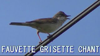 FAUVETTE GRISETTE chant Singing WHITETHROAT [upl. by Nies]