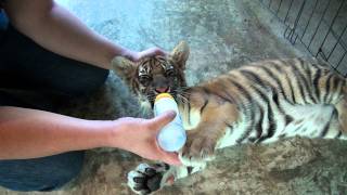 Bottle Feeding Baby Tiger [upl. by Nnylahs]