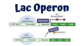 Lac Operon Animation Advanced  Lac Operon mutations  Gene regulation in Prokaryotes [upl. by Ecitsuj734]