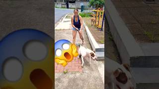 Saindo com Pit Loko☝️😱viralvideo dogs pets pitbull shorts [upl. by Ahsahtan827]