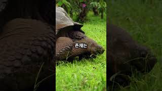 갈라파고스 거북이를 알아보자 Galápagos tortoise [upl. by Nodearb]