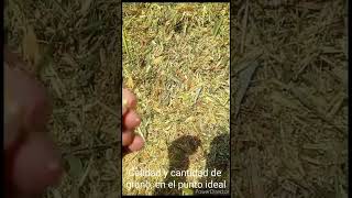 Producción de Silo de Sorgo Forrajero Perla video  3 [upl. by Russian]