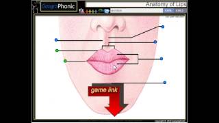 anatomie des lèvres la colonne philtral arc vermillon philtrum commissure l [upl. by Svirad]