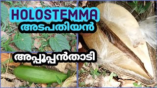 Holostemma  Adapathiyan  അപ്പൂപ്പൻതാടി  Health Benefits  Medicinal Plants [upl. by Akina]