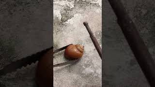 Casting Melting Aluminum into Snail out of Scrap to Make Art shorts viralvideo reels art [upl. by Maleeny952]