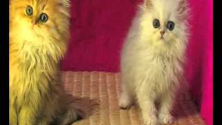 Deux chatons Persan Chinchilla et Golden [upl. by Airdnahs]