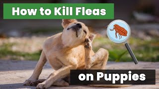 Ultimate Guide How to Kill Fleas on Puppies for Beginners [upl. by Mellette]