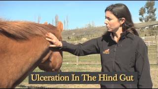 How To Understanding Equine Diarrhea [upl. by Echo]