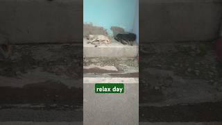 💞❤💕We are tired of hearing the sound of crackers continuously🥰😍animals dog pubgmobile doglover [upl. by Anoyet671]