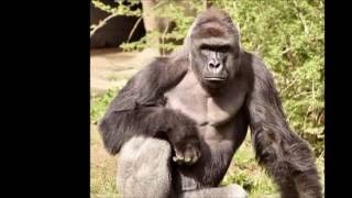 Tribute to Harambe Song 1 HOUR [upl. by Citarella]