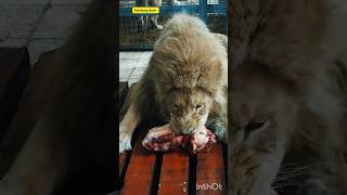 Lion feeding time animals zoogeography deer zoological subscribe lion shorts [upl. by Azeria276]