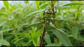 Dragonfly rubbing his nose [upl. by Corly]