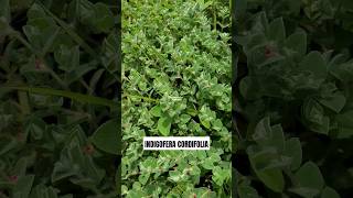 Indigofera cordifolia ‼️ HeartLeaf Indigo  NILA DAUN HATI indigofera HeartLeafIndigo [upl. by Gerdeen]