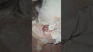 Electrocuted pregnant cat rescue rescue electrocutedcat cat stray [upl. by Melina]