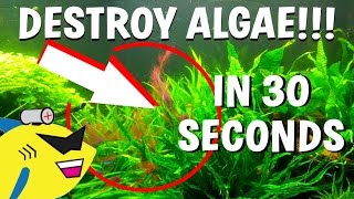 How To DESTROY Algae in 30 Seconds Get Rid Of Aquarium Algae FAST [upl. by Tebasile]